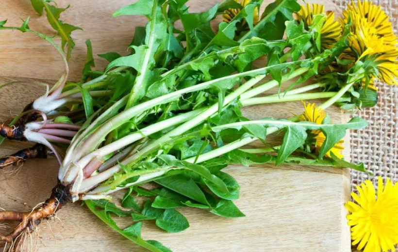 Dandelion Leaves