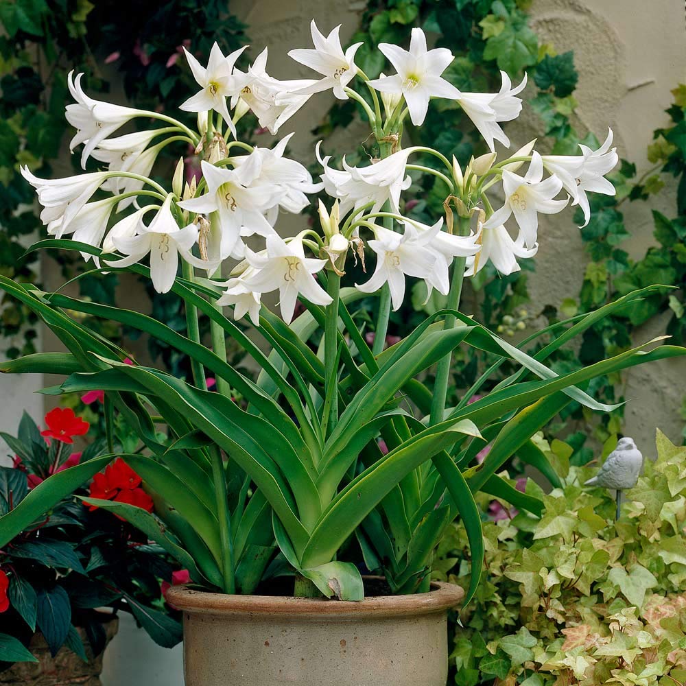 Flower Bulbs | Crinum Lily | White Colour