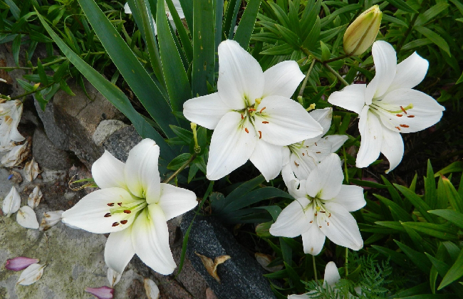 Lily Flower