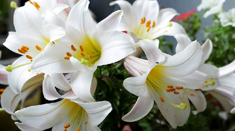 Lily Flower In Hindi Lily Flower Meaning In Hindi Lily Flower In 