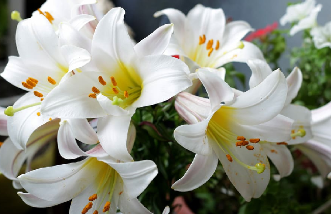 Lily Flower 