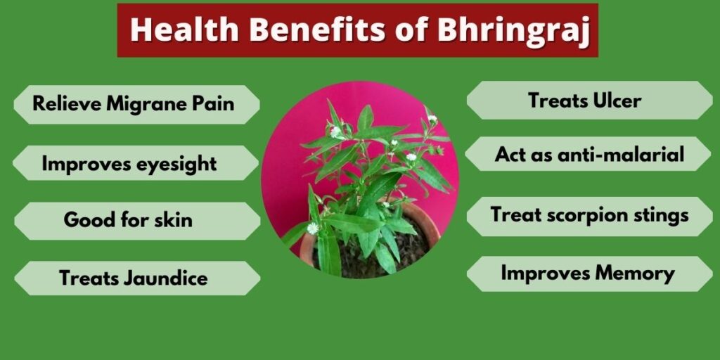 bhringraj plant benefits13