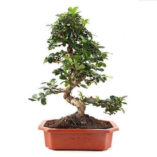 Green Freak Carmona Bonsai Plants