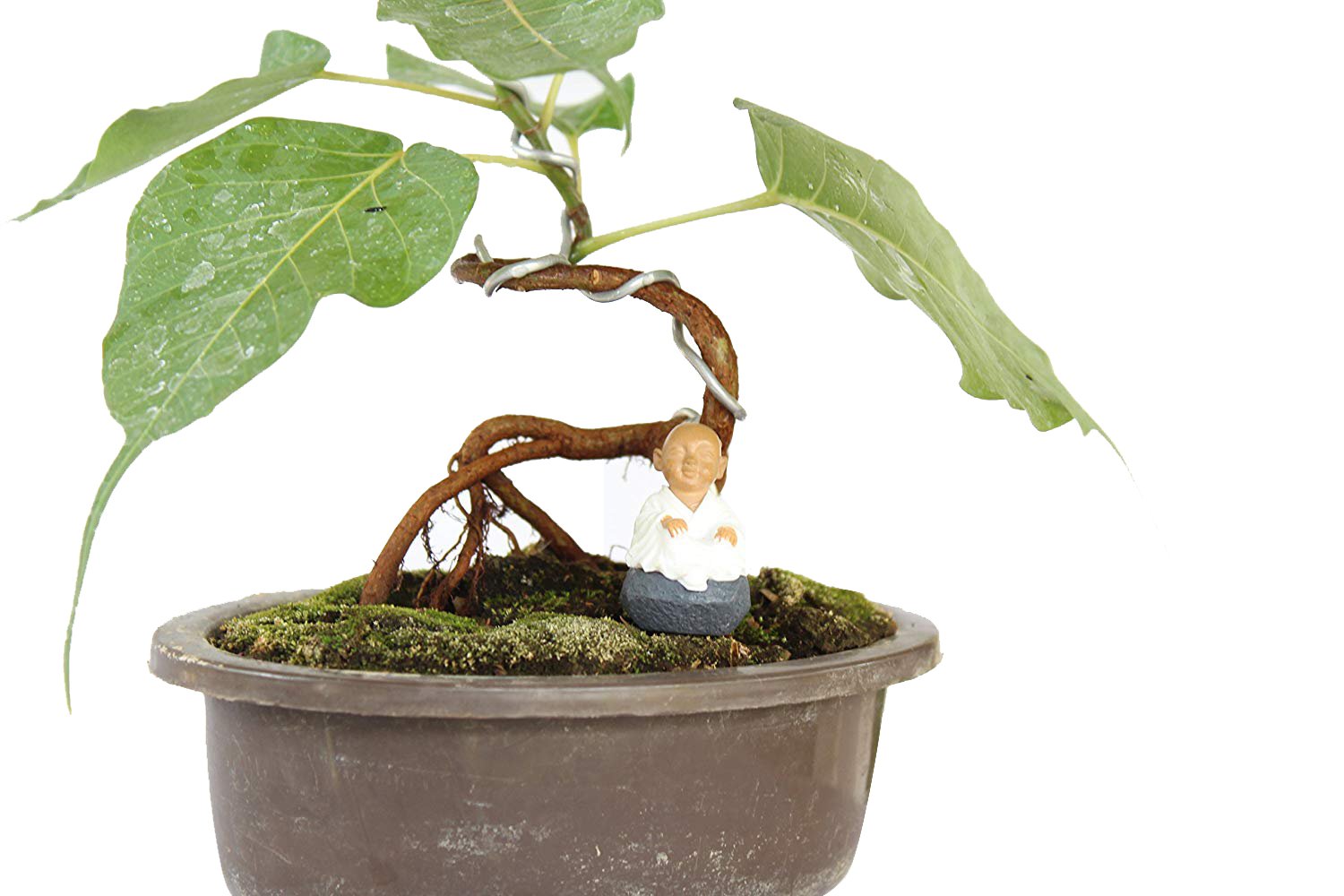 Green Paradise® Bonsai Tree Ficus Religiosa