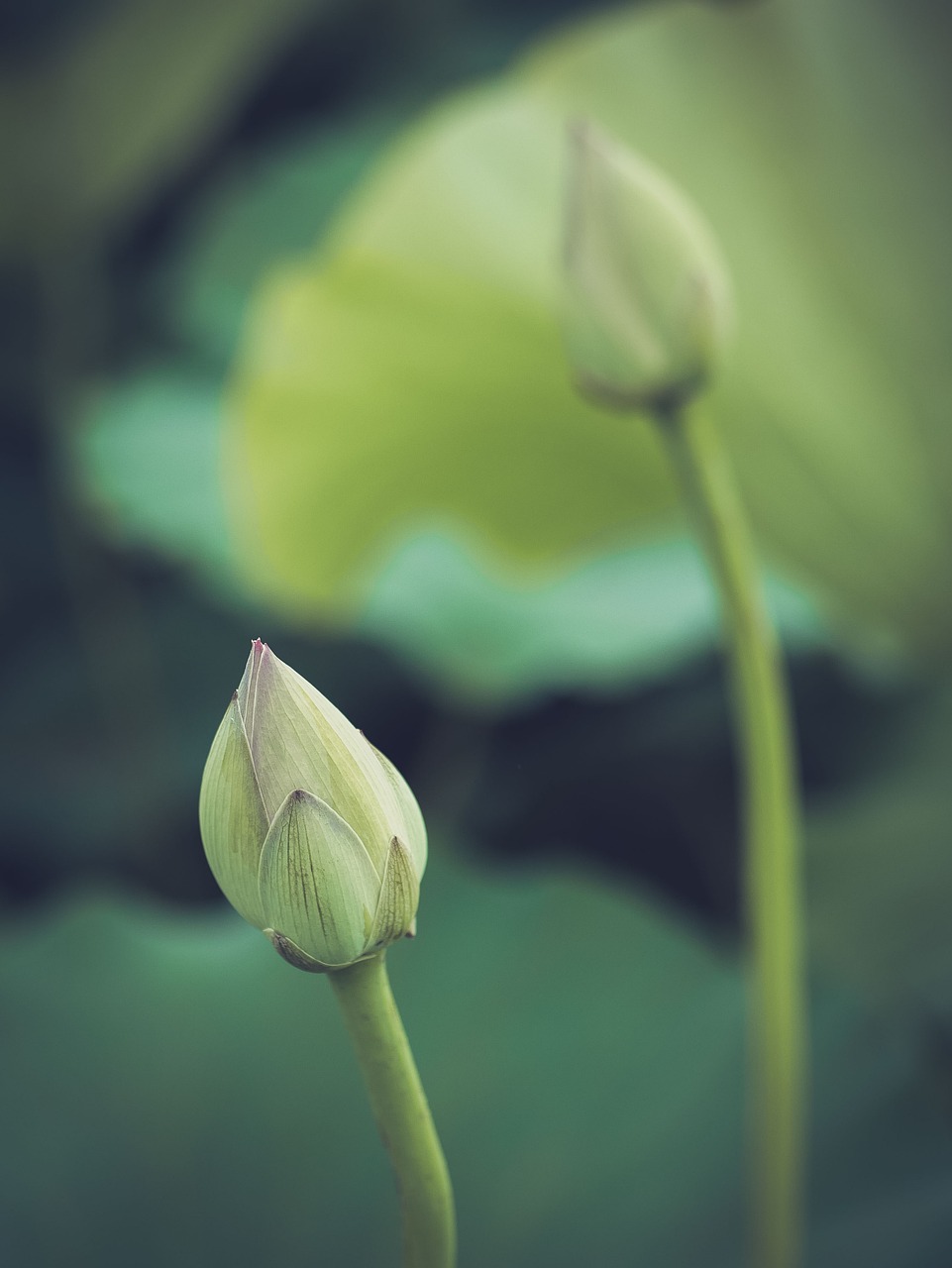 egyptian lotus flower